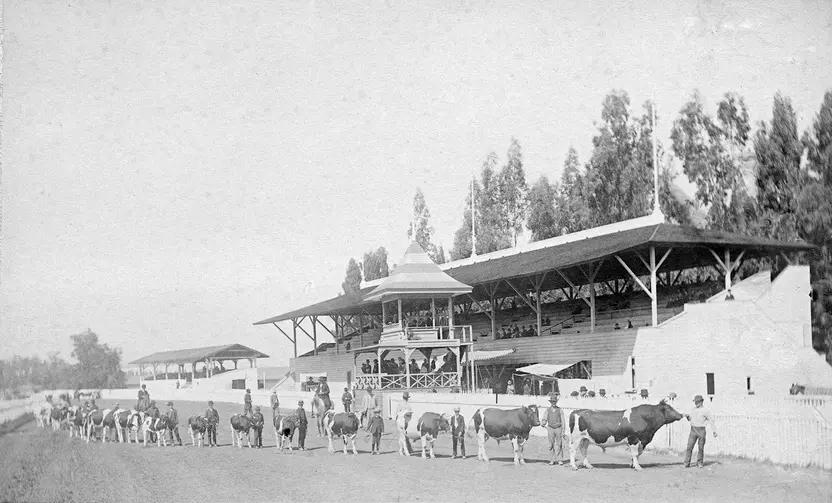 Black and white image of a row of cows being led by humans at an agricultural park between 1890 to 1900.